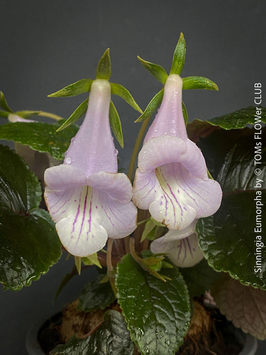 Sinningia eumorpha with textured dark green leaves, light violette flowers and tuber, available for sale at TOMs FLOWer CLUB.