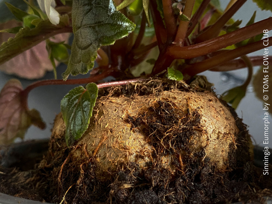 Sinningia eumorpha with textured dark green leaves, light violette flowers and tuber, available for sale at TOMs FLOWer CLUB.
