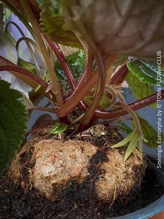 Sinningia eumorpha with textured dark green leaves, light violette flowers and tuber, available for sale at TOMs FLOWer CLUB.