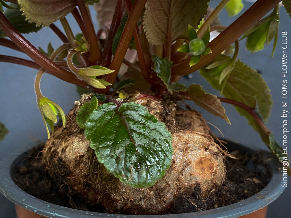 Sinningia eumorpha with textured dark green leaves, light violette flowers and tuber, available for sale at TOMs FLOWer CLUB.