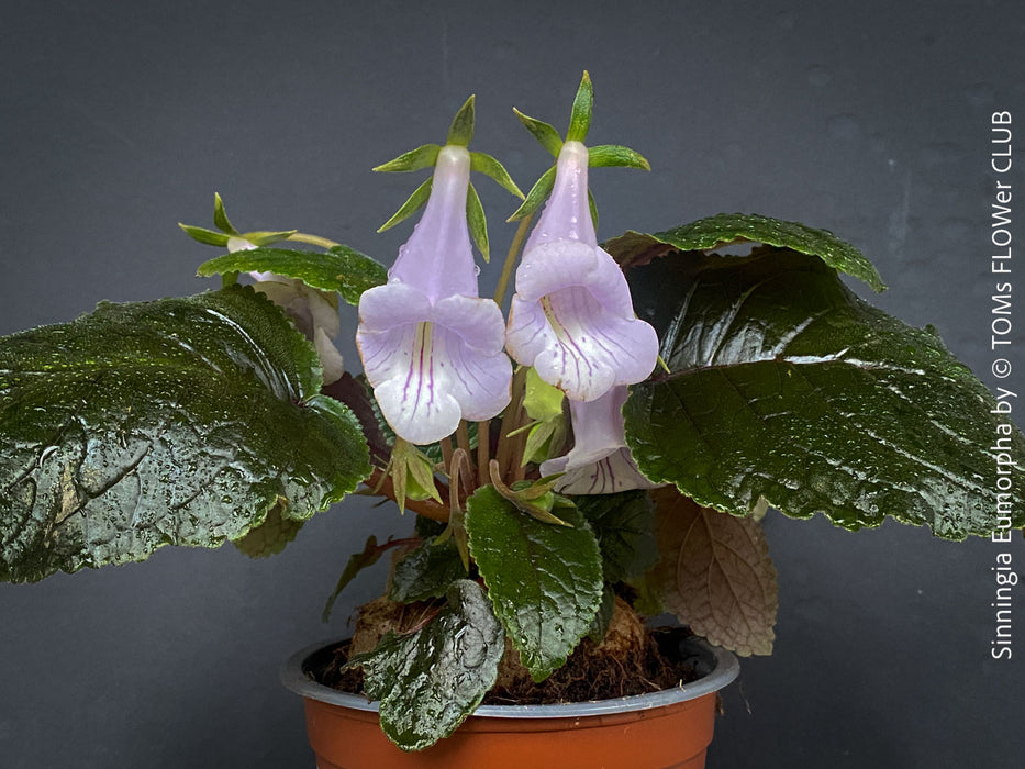Sinningia eumorpha with textured dark green leaves, light violette flowers and tuber, available for sale at TOMs FLOWer CLUB.