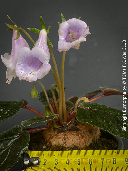 Sinningia eumorpha with textured dark green leaves, light violette flowers and tuber, available for sale at TOMs FLOWer CLUB.