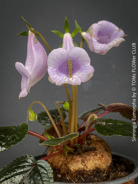 Sinningia eumorpha with textured dark green leaves, light violette flowers and tuber, available for sale at TOMs FLOWer CLUB.