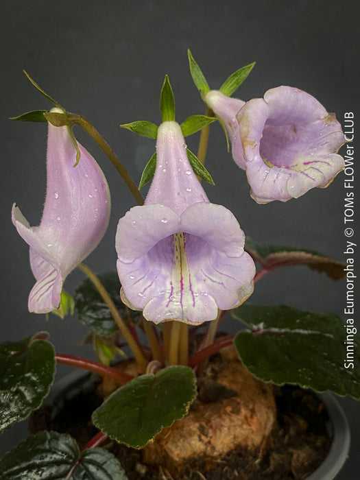 Sinningia eumorpha with textured dark green leaves, light violette flowers and tuber, available for sale at TOMs FLOWer CLUB.