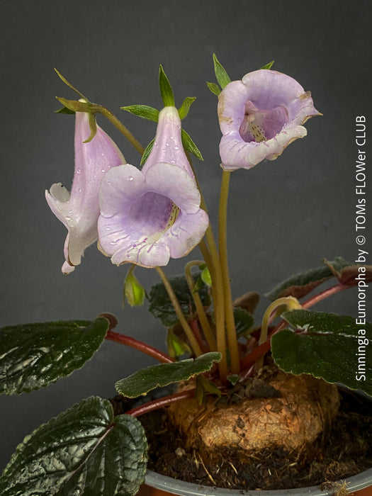 Sinningia eumorpha with textured dark green leaves, light violette flowers and tuber, available for sale at TOMs FLOWer CLUB.