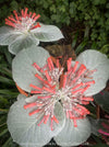 Sinningia Leucotricha, Cardinal Flower, Gloxinie, organically grown caudex plants for sale at TOMs FLOWer CLUB.