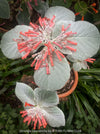 Sinningia Leucotricha, Cardinal Flower, Gloxinie, organically grown caudex plants for sale at TOMs FLOWer CLUB.