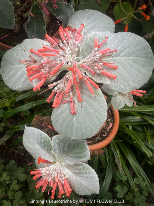 Sinningia Leucotricha, Cardinal Flower, Gloxinie, organically grown caudex plants for sale at TOMs FLOWer CLUB.