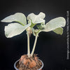 Sinningia Leucotricha, Cardinal Flower, Gloxinie, organically grown caudex plants for sale at TOMs FLOWer CLUB.