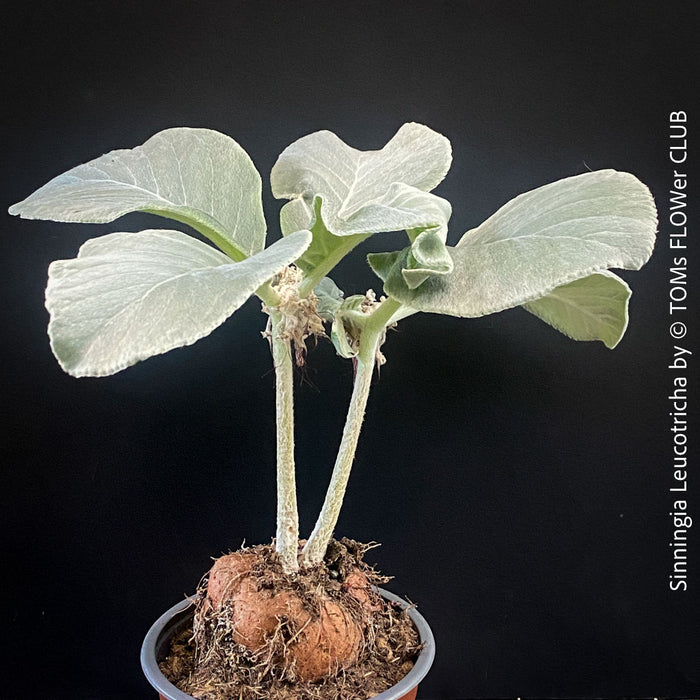 Sinningia Leucotricha, Cardinal Flower, Gloxinie, organically grown caudex plants for sale at TOMs FLOWer CLUB.