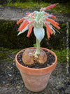 Sinningia Leucotricha, Cardinal Flower, Gloxinie, organically grown caudex plants for sale at TOMs FLOWer CLUB.