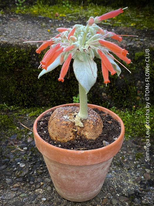 Sinningia Leucotricha, Cardinal Flower, Gloxinie, organically grown caudex plants for sale at TOMs FLOWer CLUB.