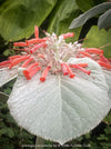Sinningia Leucotricha, Cardinal Flower, Gloxinie, organically grown caudex plants for sale at TOMs FLOWer CLUB.