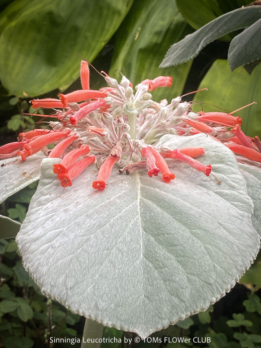 Sinningia Leucotricha, Cardinal Flower, Gloxinie, organically grown caudex plants for sale at TOMs FLOWer CLUB.
