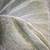 leaf close up of Sinningia Leucotricha, Cardinal Flower, Gloxinie, organically grown caudex plants for sale at TOMs FLOWer CLUB.
