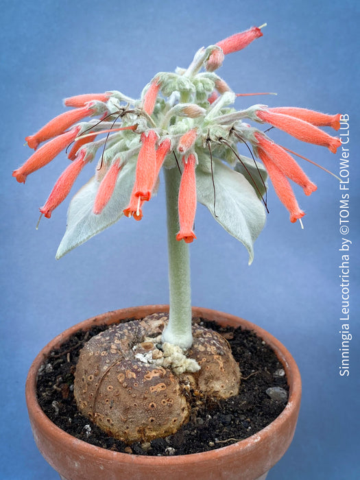 Sinningia Leucotricha, Cardinal Flower, Gloxinie, organically grown caudex plants for sale at TOMs FLOWer CLUB.