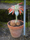 Sinningia Leucotricha, Cardinal Flower, Gloxinie, organically grown caudex plants for sale at TOMs FLOWer CLUB.