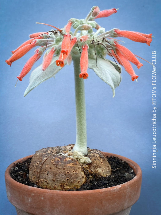 Sinningia Leucotricha, Cardinal Flower, Gloxinie, organically grown caudex plants for sale at TOMs FLOWer CLUB.