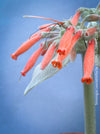 Sinningia Leucotricha, Cardinal Flower, Gloxinie, organically grown caudex plants for sale at TOMs FLOWer CLUB.