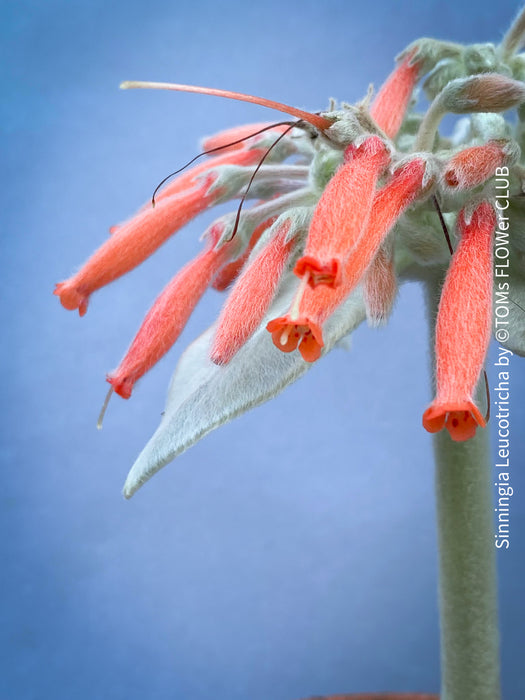 Sinningia Leucotricha, Cardinal Flower, Gloxinie, organically grown caudex plants for sale at TOMs FLOWer CLUB.