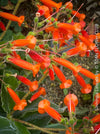 Red flowering Sinningia lineata caudici form plant pink lilac striped flowers indoor plant for sale at TOMs FLOWer CLUB Zurich Switzerland