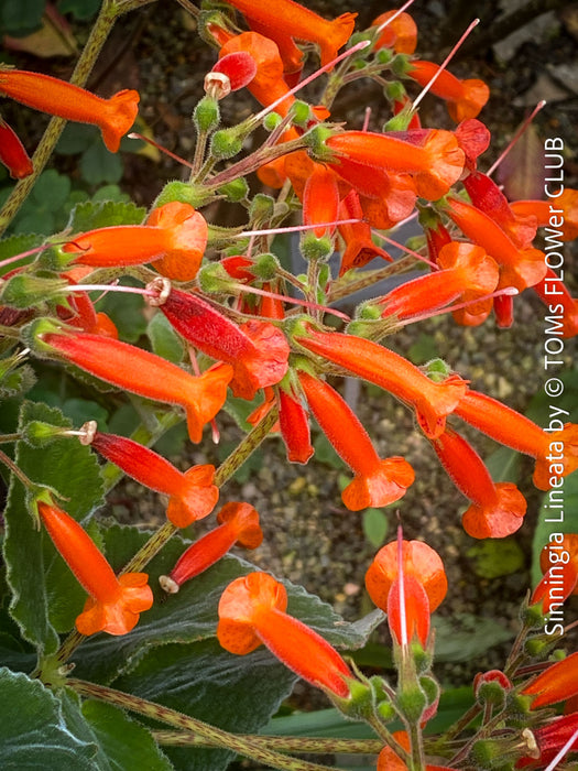 Red flowering Sinningia lineata caudici form plant pink lilac striped flowers indoor plant for sale at TOMs FLOWer CLUB Zurich Switzerland
