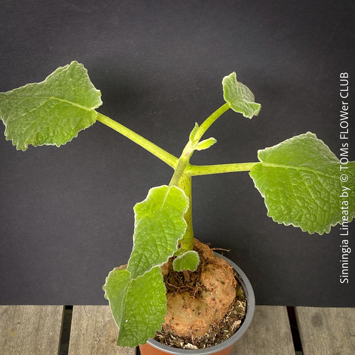 Sinningia lineata tuber plant refined collector species striped flowers for sale at TOMs FLOWer CLUB Zurich Switzerland