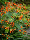 Sinningia lineata caudici form plant red flowers indoor plant for sale at TOMs FLOWer CLUB Zurich Switzerland