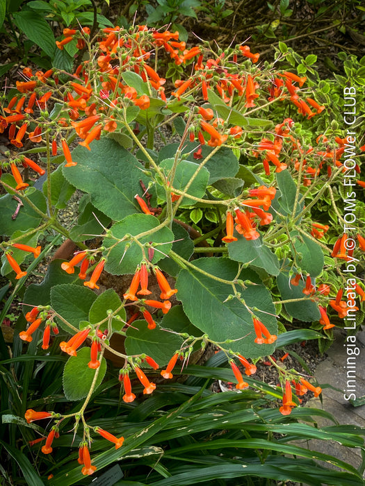 Sinningia lineata caudici form plant red flowers indoor plant for sale at TOMs FLOWer CLUB Zurich Switzerland