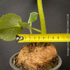 rare Sinningia lineata Brazilian caudex plant delicate striped blooms for sale at TOMs FLOWer CLUB Zurich Switzerland
