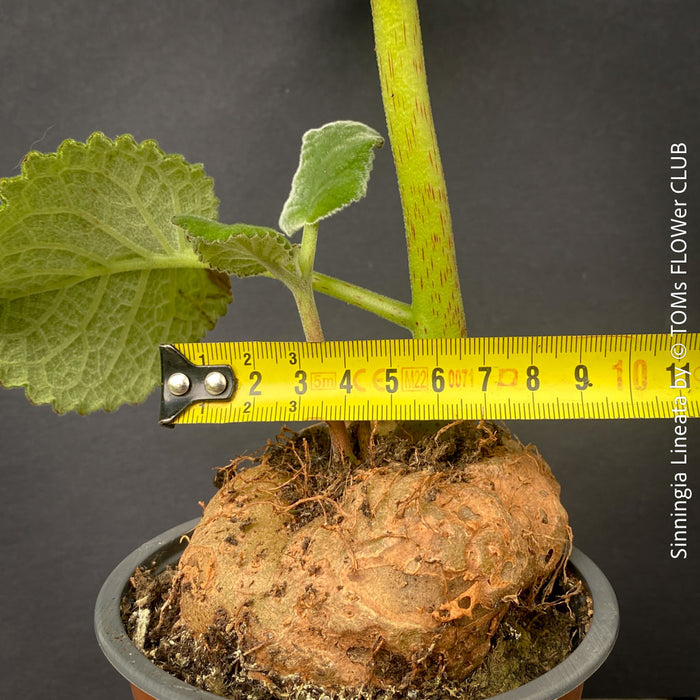 rare Sinningia lineata Brazilian caudex plant delicate striped blooms for sale at TOMs FLOWer CLUB Zurich Switzerland