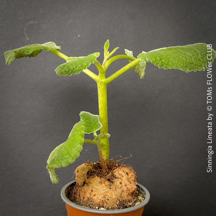 Sinningia lineata rare caudiciform plant striped pink flowers for sale at TOMs FLOWer CLUB Zurich Switzerland