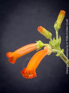 Sinningia macrostachya tuber plant exotic red flowers indoor plant for sale at TOMs FLOWer CLUB Zurich Switzerland