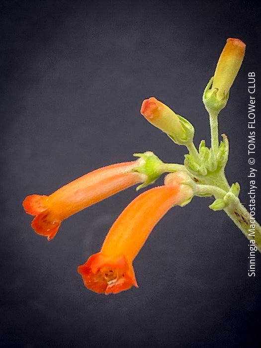 Sinningia macrostachya tuber plant exotic red flowers indoor plant for sale at TOMs FLOWer CLUB Zurich Switzerland