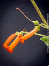 Sinningia macrostachya rare flowering collector plant tall blooms for sale at TOMs FLOWer CLUB Zurich Switzerland