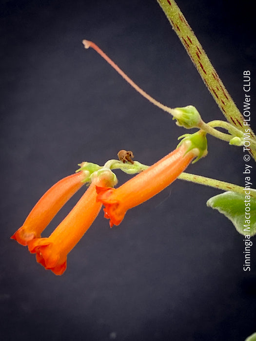 Sinningia macrostachya rare flowering collector plant tall blooms for sale at TOMs FLOWer CLUB Zurich Switzerland