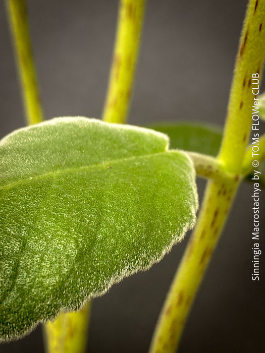 Leaf of Sinningia macrostachya flowering close up red tubular blooms collector plant for sale at TOMs FLOWer CLUB Zurich Switzerland