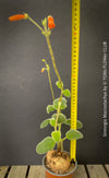 Sinningia macrostachya Brazilian flowering plant tall inflorescence for sale at TOMs FLOWer CLUB Zurich Switzerland