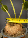 Tuber of Sinningia macrostachya tall red flower spikes exotic tuber plant for sale at TOMs FLOWer CLUB Zurich Switzerland