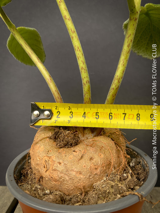 Tuber of Sinningia macrostachya tall red flower spikes exotic tuber plant for sale at TOMs FLOWer CLUB Zurich Switzerland