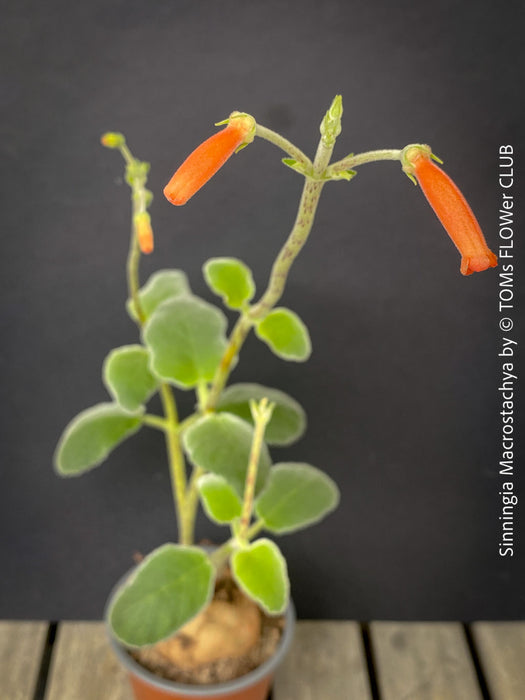 Flowering Sinningia macrostachya tall red flower spikes exotic tuber plant for sale at TOMs FLOWer CLUB Zurich Switzerland