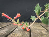 Sinningia werdermannii caudex plant rare collector species flowering plant for sale at TOMs FLOWer CLUB Zurich Switzerland