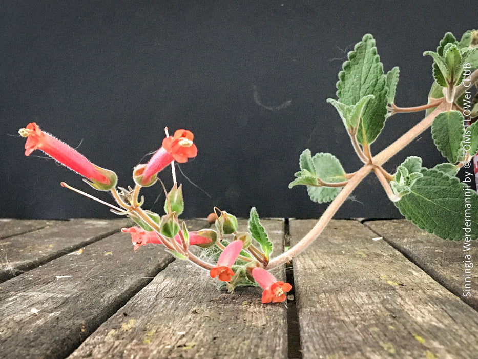 Sinningia werdermannii caudex plant rare collector species flowering plant for sale at TOMs FLOWer CLUB Zurich Switzerland