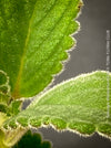 Leaf of Sinningia werdermannii exotic flowering caudiciform houseplant for sale at TOMs FLOWer CLUB Zurich Switzerland