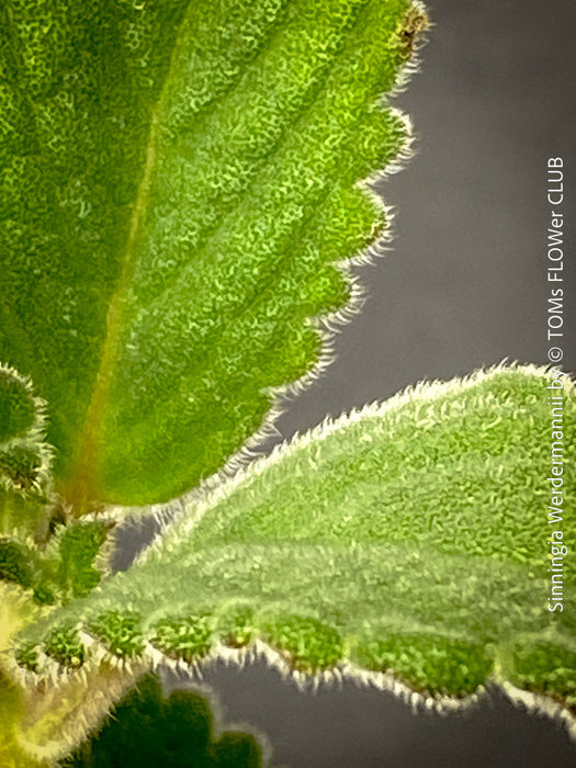 Leaf of Sinningia werdermannii exotic flowering caudiciform houseplant for sale at TOMs FLOWer CLUB Zurich Switzerland
