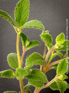 Sinningia werdermannii caudex plant rare collector species flowering plant for sale at TOMs FLOWer CLUB Zurich Switzerland