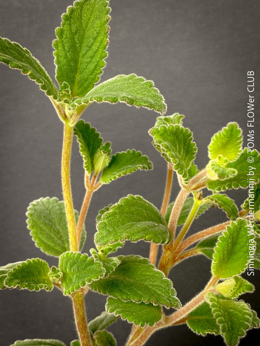 Sinningia werdermannii caudex plant rare collector species flowering plant for sale at TOMs FLOWer CLUB Zurich Switzerland