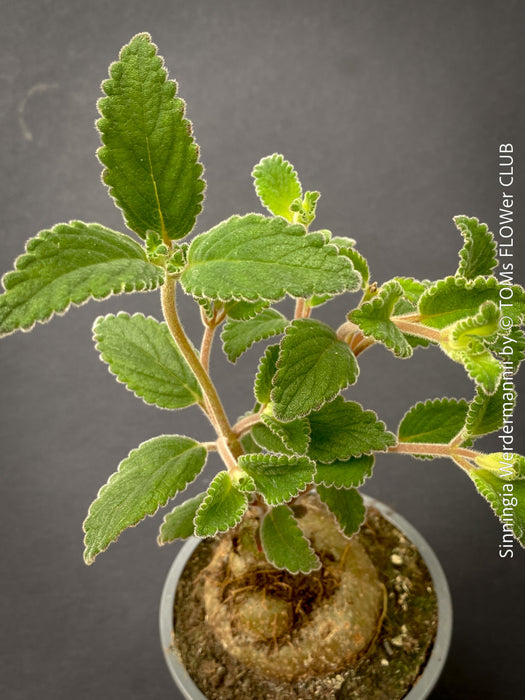 Sinningia werdermannii exotic flowering caudiciform houseplant for sale at TOMs FLOWer CLUB Zurich Switzerland