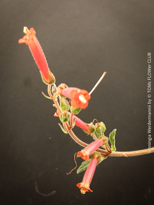 Sinningia werdermannii caudex plant rare collector species flowering plant for sale at TOMs FLOWer CLUB Zurich Switzerland