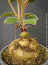 Sinningia werdermannii caudex close up exotic flowering collector plant for sale at TOMs FLOWer CLUB Zurich Switzerland